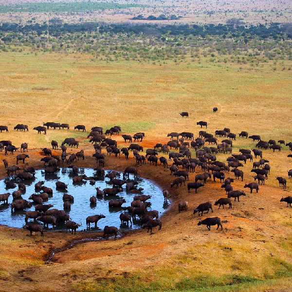 13 DAY BEST OF AFRICAN SAFARIS KENYA AND TANZANIA